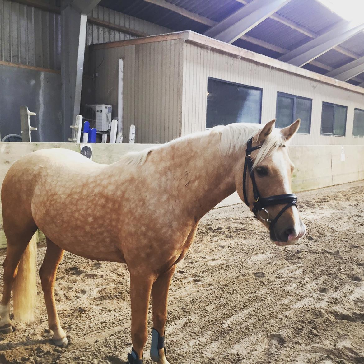 Palomino Vestervangs betterøv billede 7