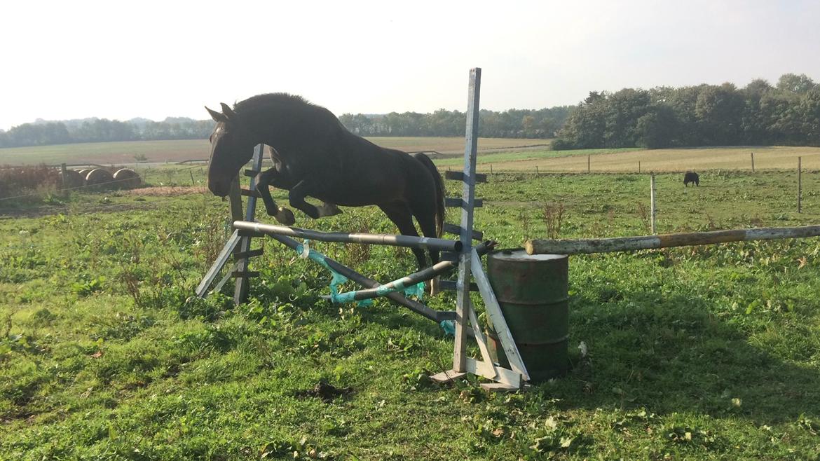 Oldenborg Tzigane - 100 cm i løsspring (15. oktober 2015) billede 14