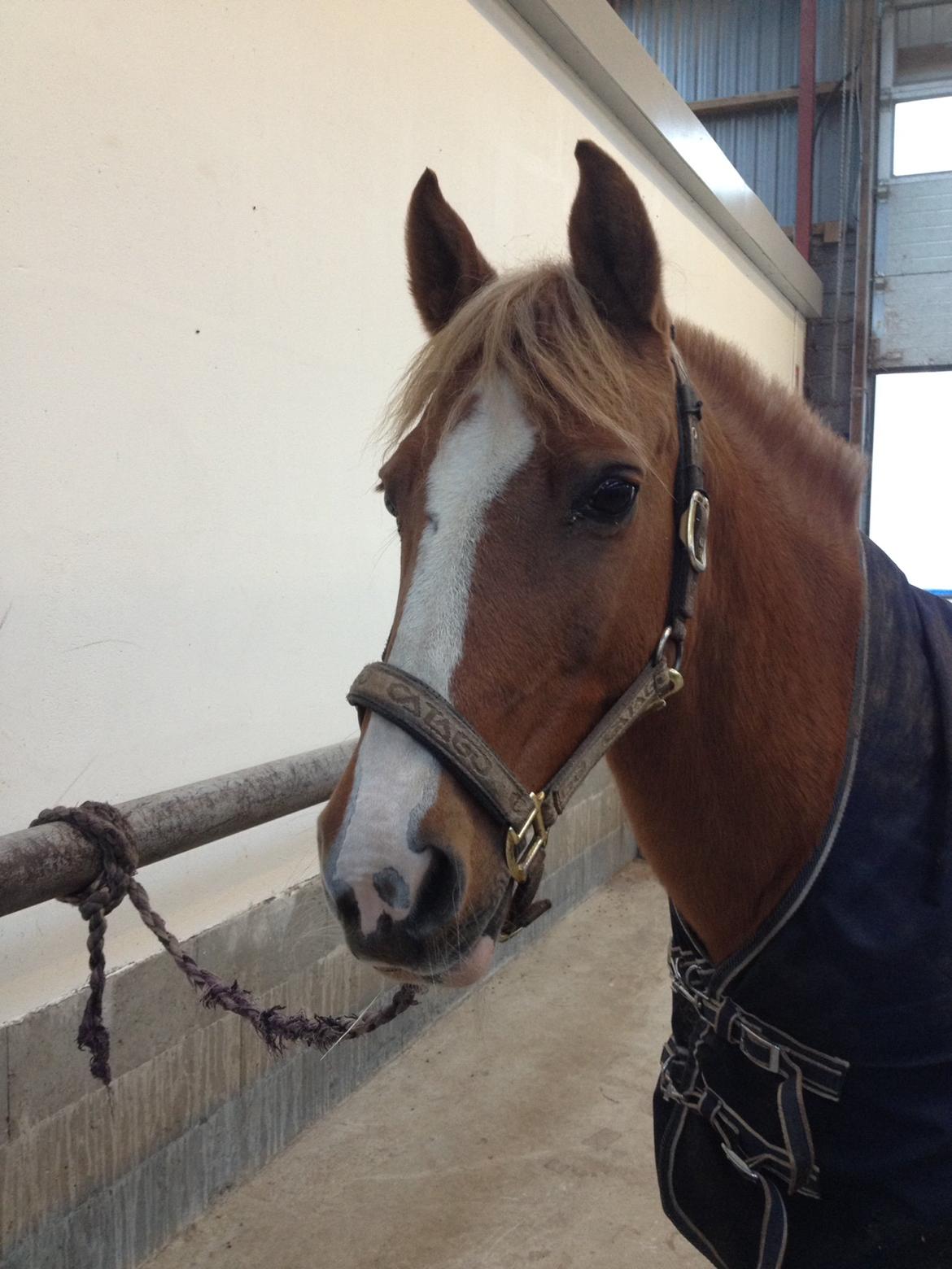 DSP Sunshine billede 16