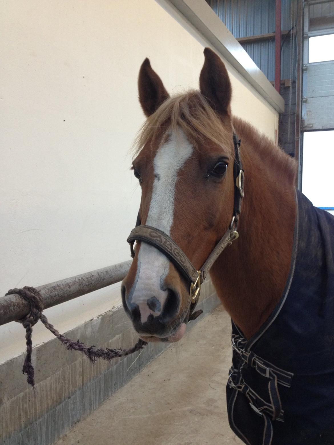 DSP Sunshine billede 15