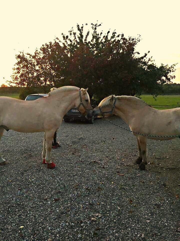 Fjordhest Ågerupgårds Utzon billede 5