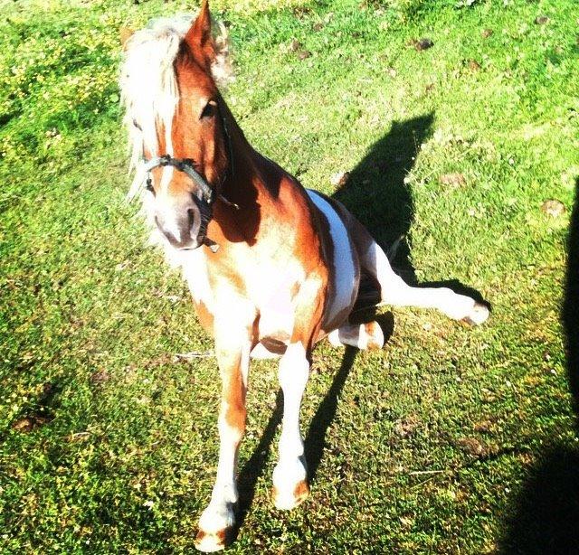 Anden særlig race Faustino - nogle gange kan faustino godt lide, at side ned😹😹😉❤️ billede 1