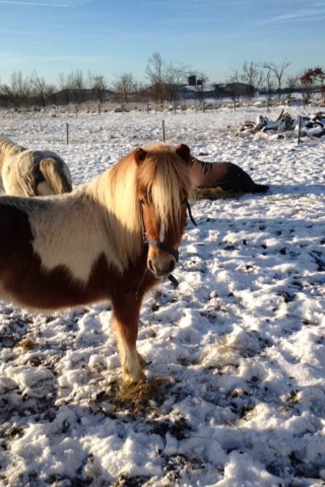 Anden særlig race Faustino billede 2