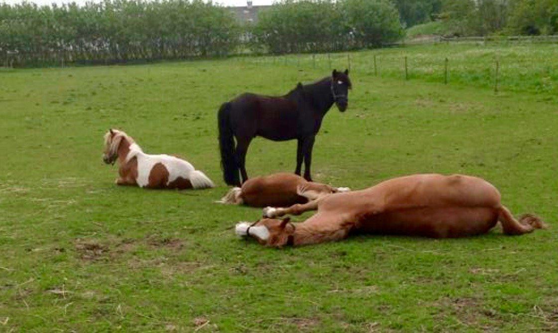 Anden særlig race Faustino - faustino og de andre heste er gået død på folden😹❤️ billede 4