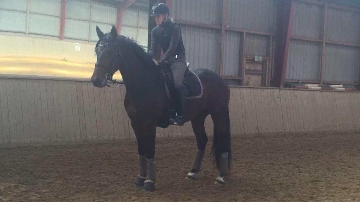 Dansk Varmblod Gredstedgaards Locksley billede 15