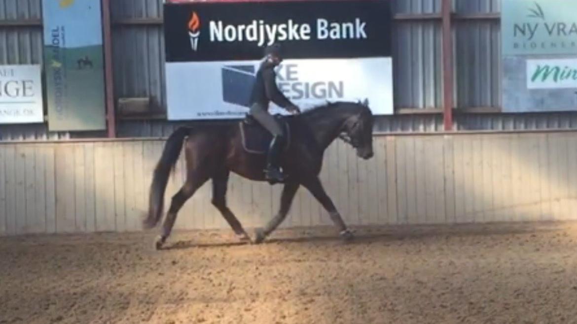 Dansk Varmblod Gredstedgaards Locksley billede 16