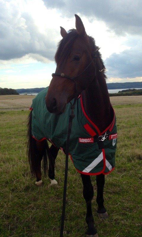 Dansk Varmblod Gredstedgaards Locksley billede 17