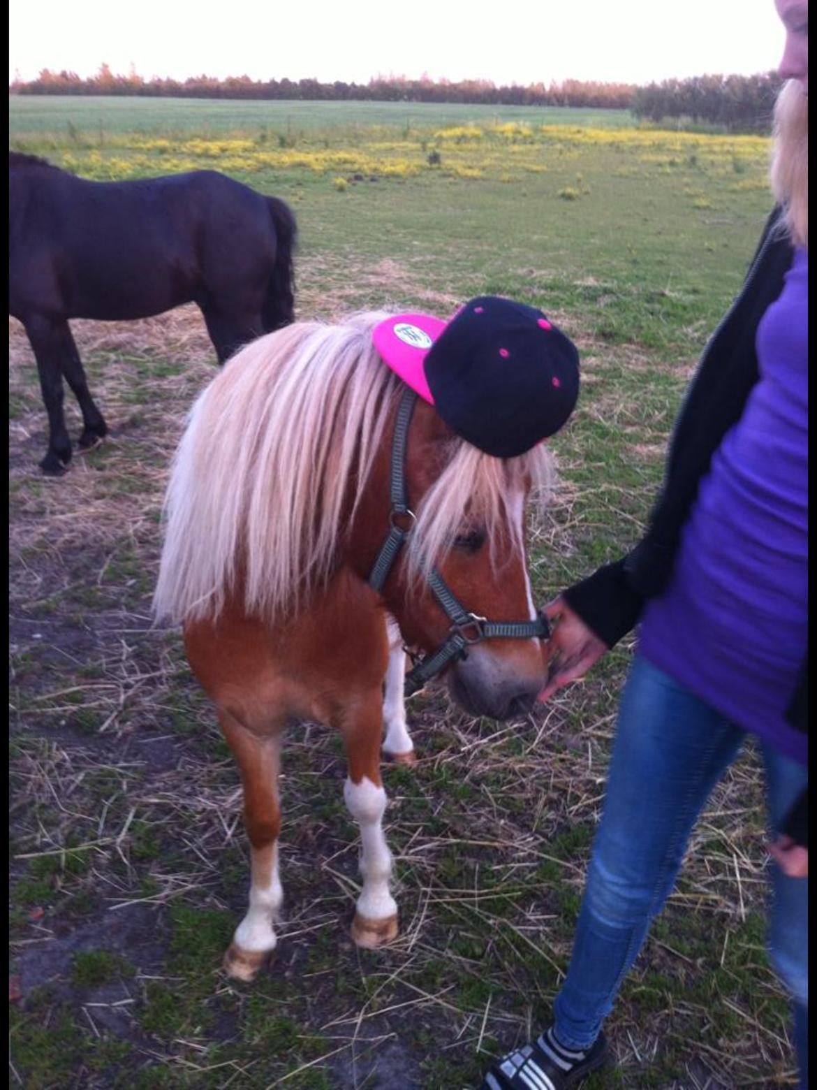 Anden særlig race Faustino billede 5