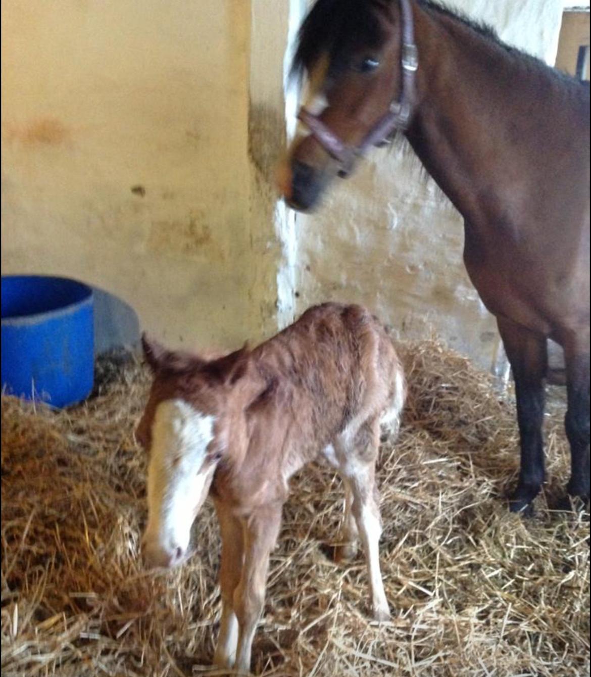 Anden særlig race Lilje billede 14