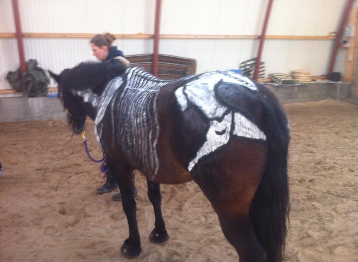 New Forest Holsdams Martiin billede 11