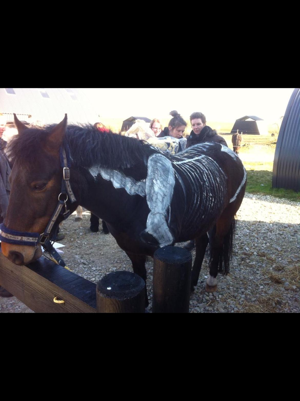 New Forest Holsdams Martiin billede 13