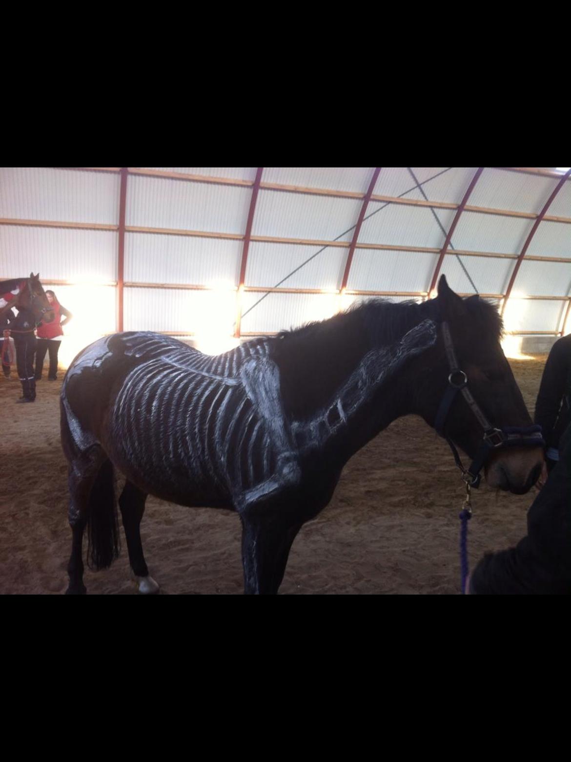 New Forest Holsdams Martiin billede 17