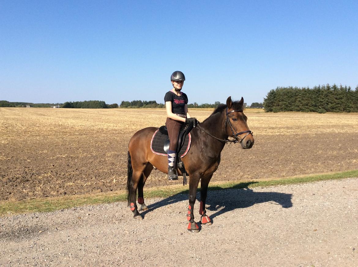 New Forest Holsdams Martiin billede 10