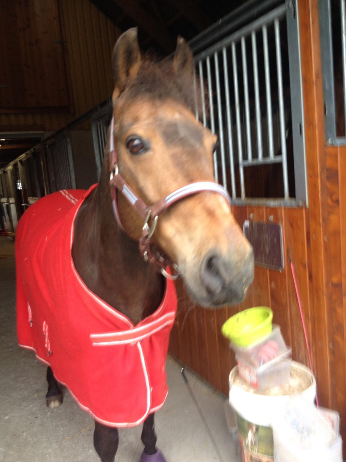 New Forest Holsdams Martiin billede 14