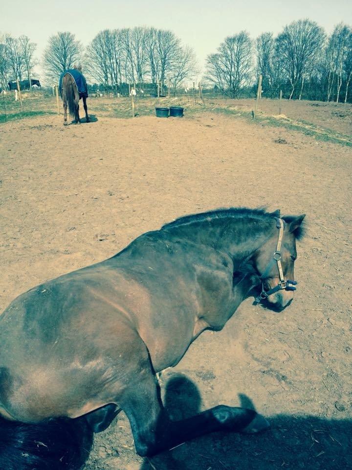 New Forest Holsdams Martiin billede 15