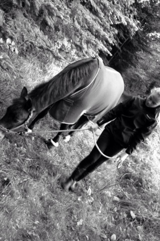 New Forest Holsdams Martiin billede 19