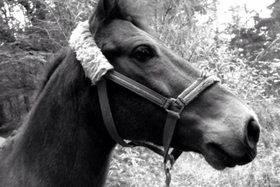 New Forest Holsdams Martiin billede 18