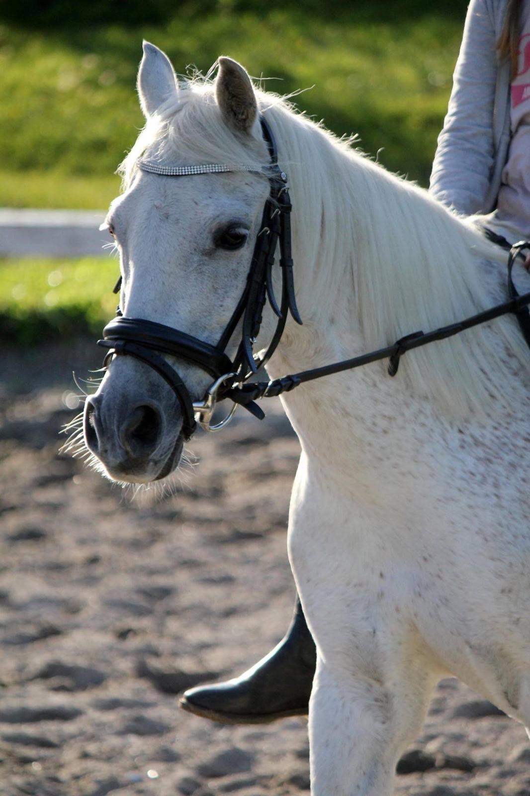 Anden særlig race Chanel billede 9