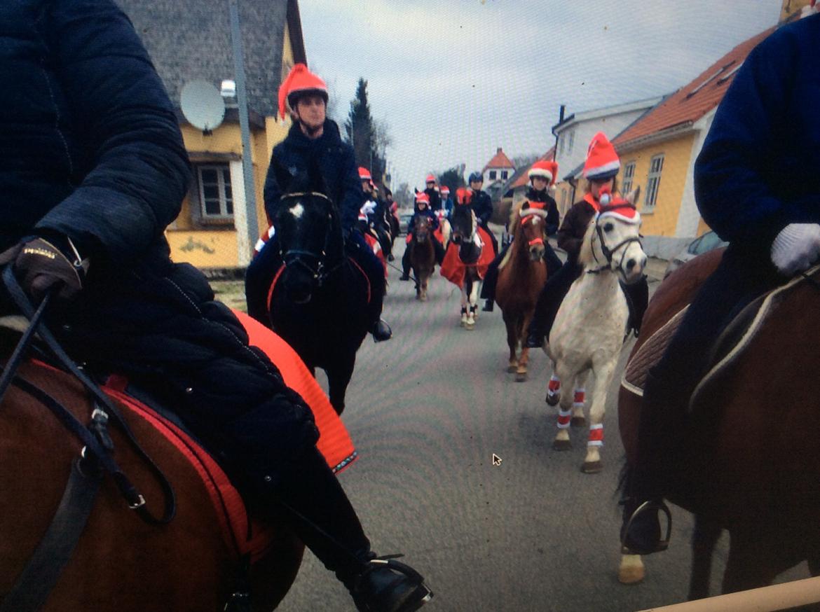 Anden særlig race Pento billede 3