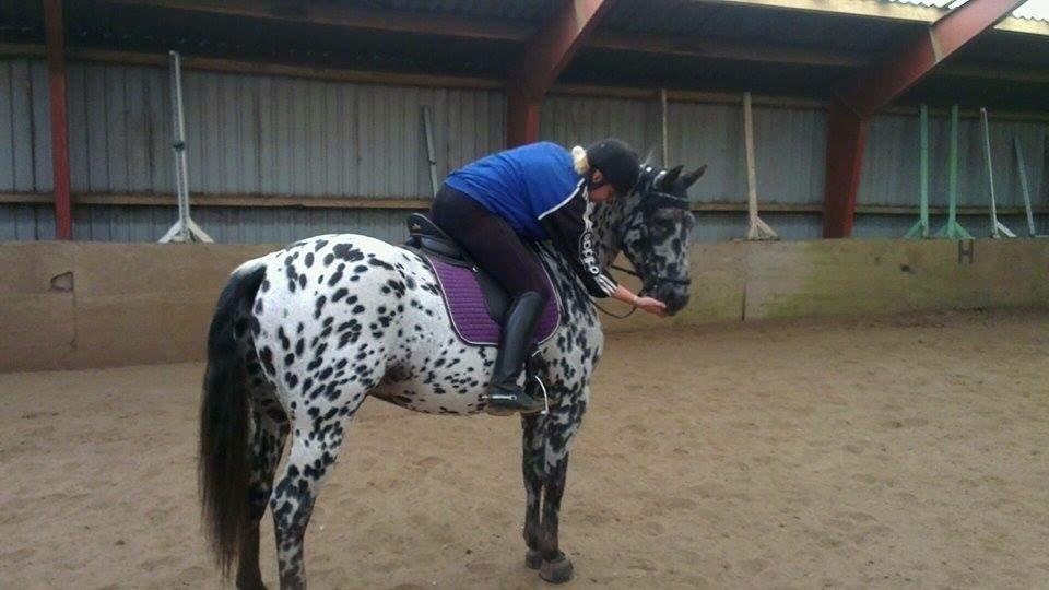 Knabstrupper P.T. Maximus - Oktober 2015 billede 12