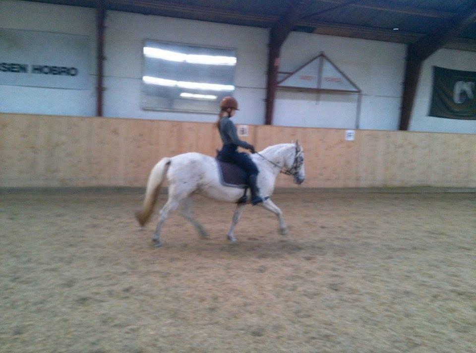 Anden særlig race Snow Girl - 2015 billede 12