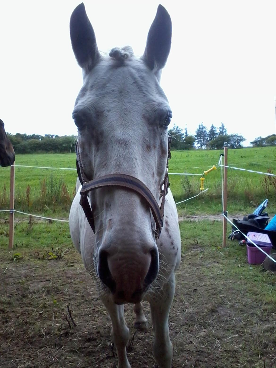 Anden særlig race Snow Girl billede 13