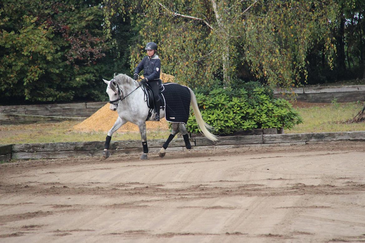 Svensk Sportspony  Uriah Heep A pony billede 8