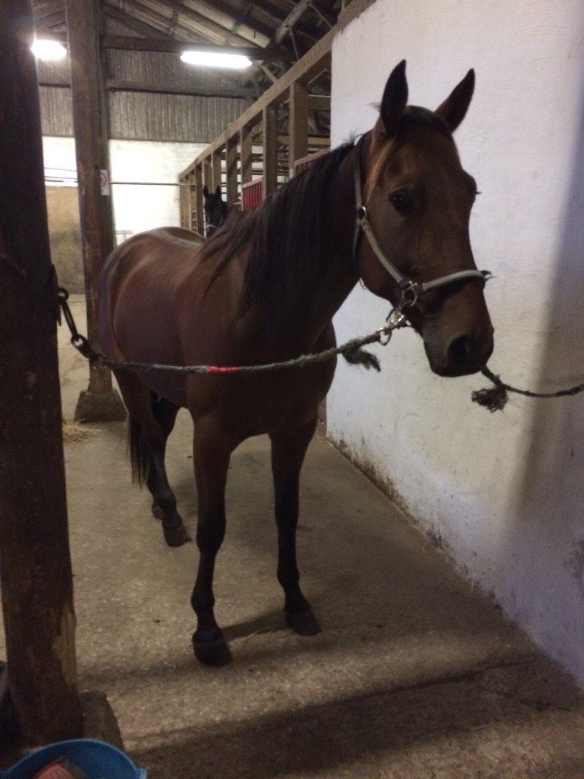 Traver Barbar Hornline (SE) (Deline) billede 20