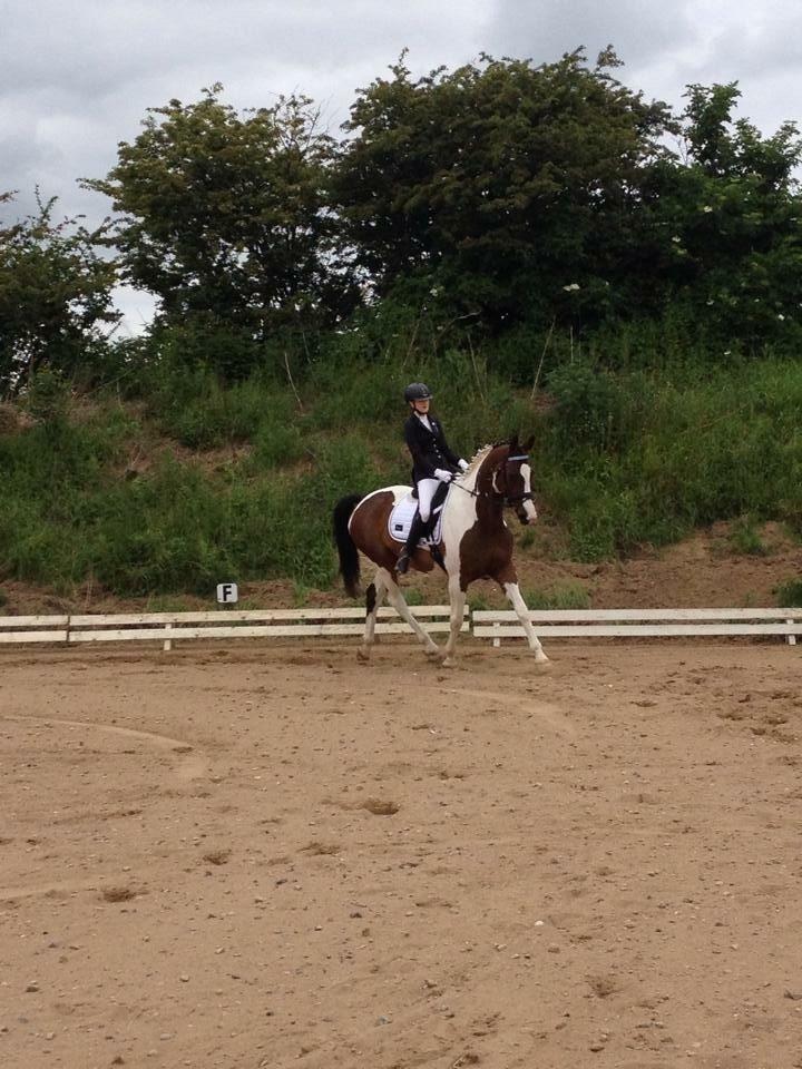 Pinto Estruplunds Chablis - Første stævne, hvor det gik både godt og skidt billede 11