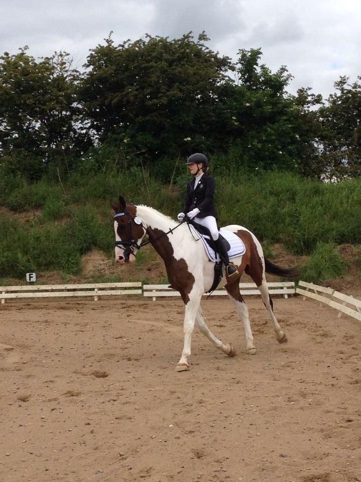 Pinto Estruplunds Chablis billede 12