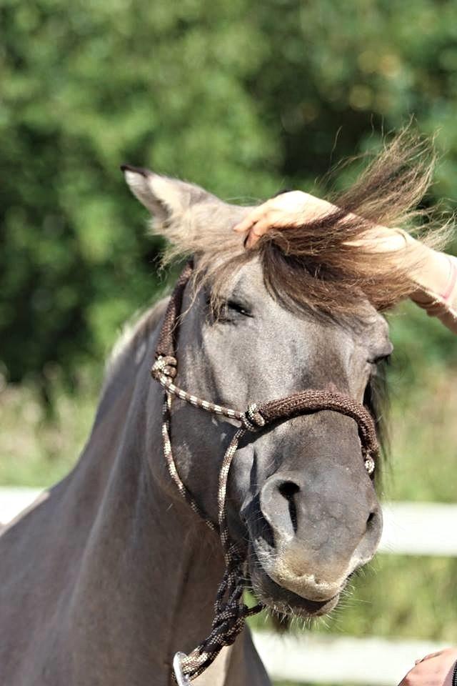 Anden særlig race Bertha billede 8