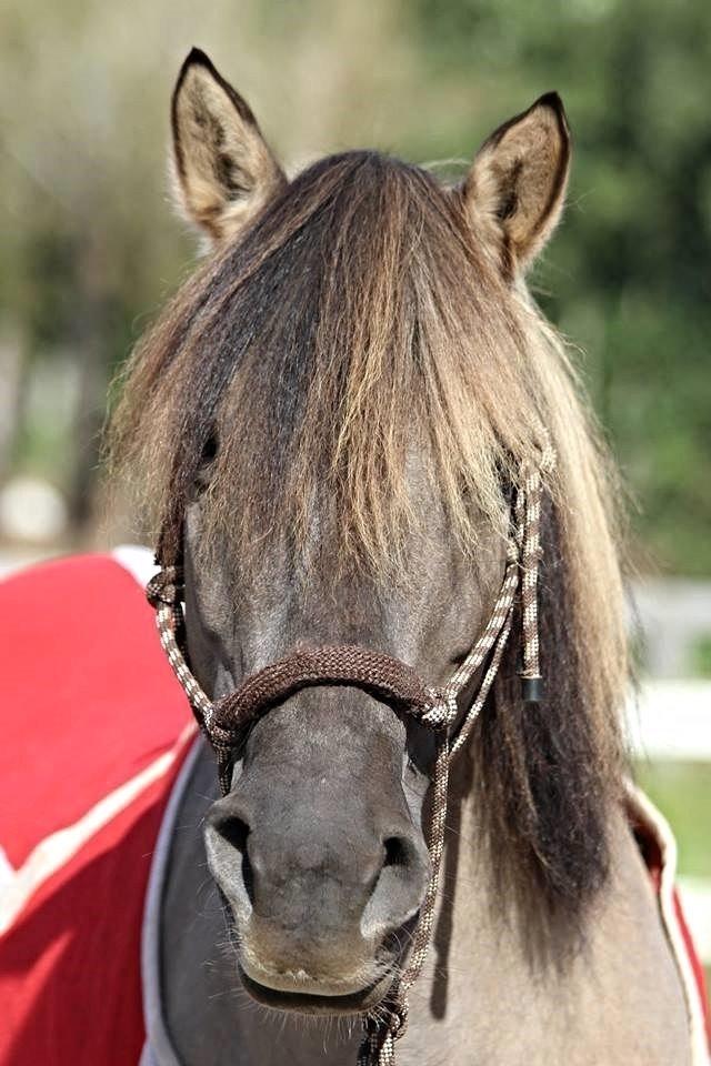 Anden særlig race Bertha billede 12