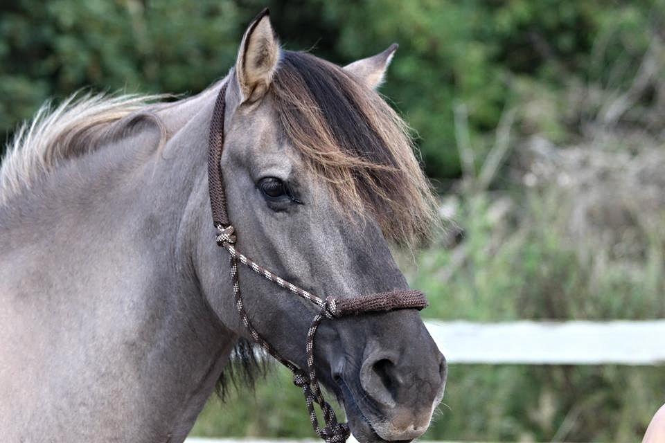 Anden særlig race Bertha billede 18