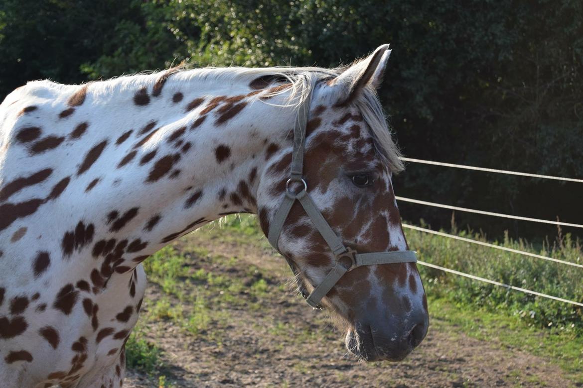 Knabstrupper lobi (kalde navn) billede 4