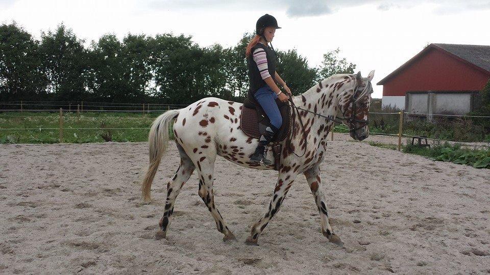 Knabstrupper lobi (kalde navn) billede 2
