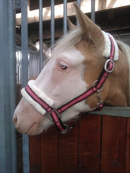 Palomino Golden Sunshine billede 1