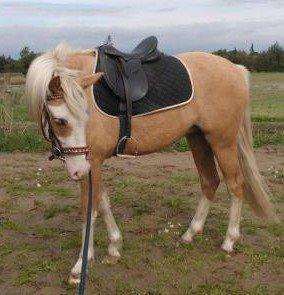 Palomino Golden Sunshine billede 2