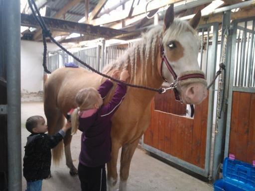 Palomino Golden Sunshine billede 3