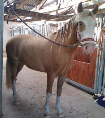 Palomino Golden Sunshine billede 4