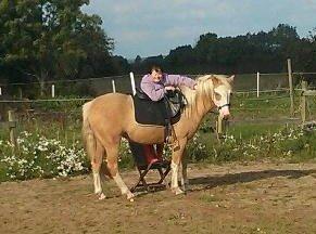 Palomino Golden Sunshine billede 6
