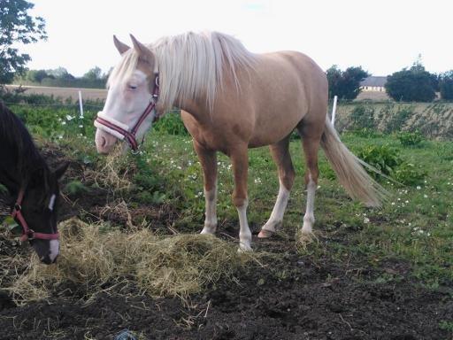Palomino Golden Sunshine billede 7