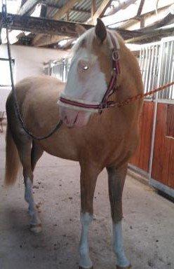 Palomino Golden Sunshine billede 8