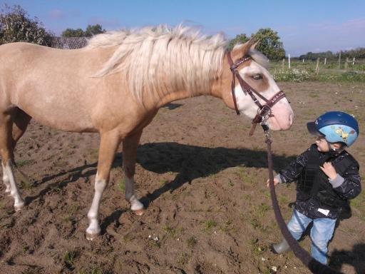 Palomino Golden Sunshine billede 9
