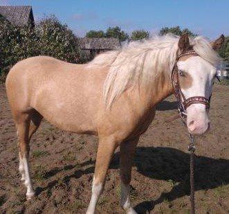 Palomino Golden Sunshine billede 11