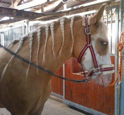 Palomino Golden Sunshine billede 12