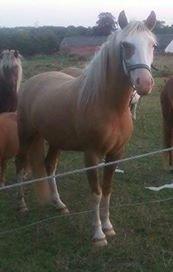 Palomino Golden Sunshine billede 13