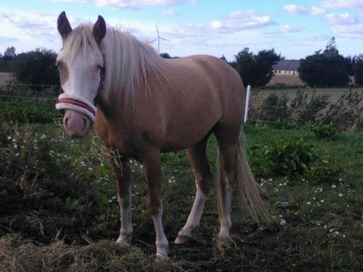 Palomino Golden Sunshine billede 14