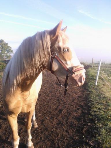 Palomino Golden Sunshine billede 15