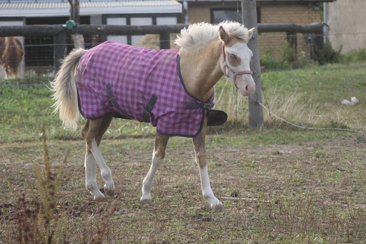 Palomino Golden Sunshine billede 17
