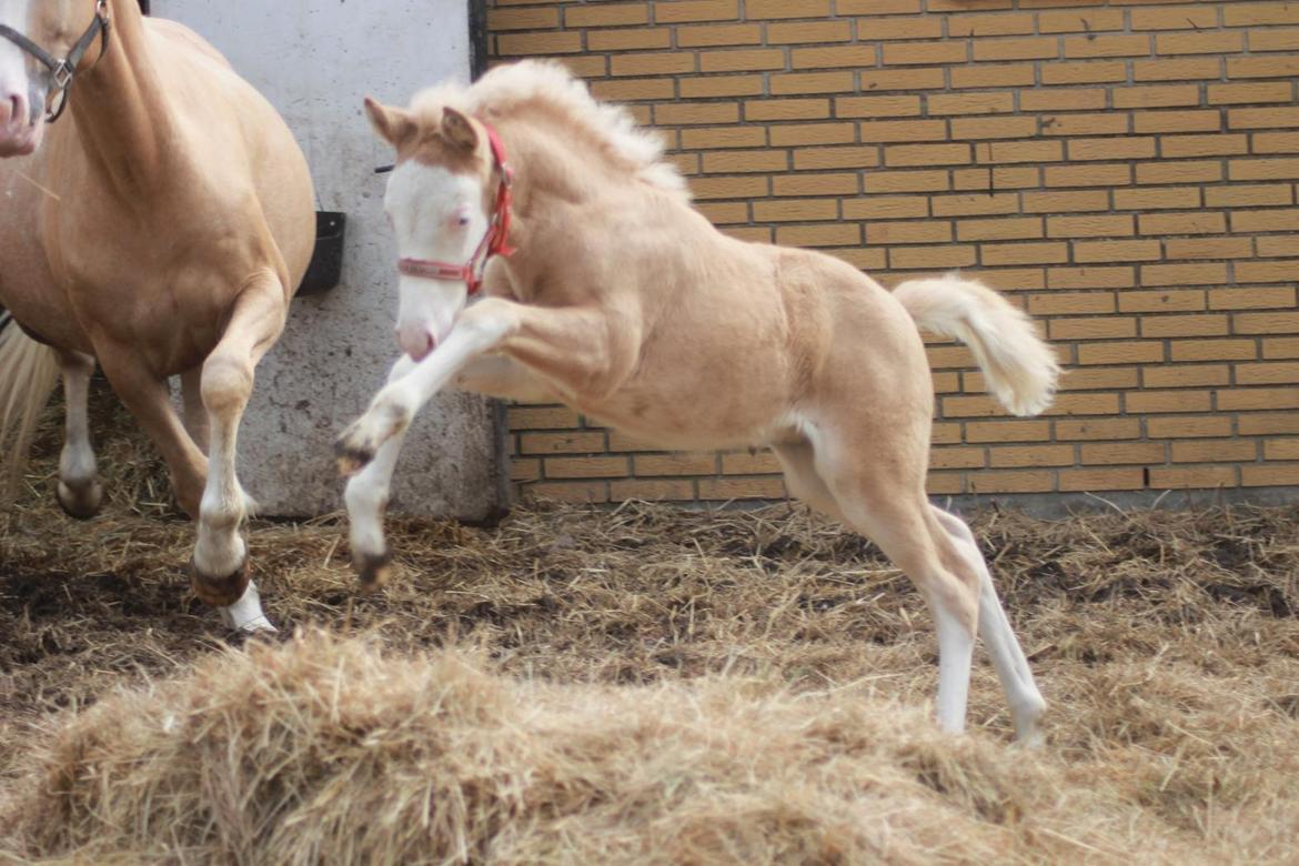 Palomino Golden Sunshine billede 18